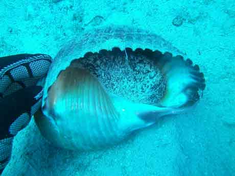 Sea Shell - Zante Blue Reef