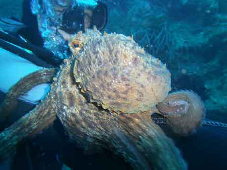 cool octopus zante blue reef