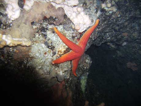 Starfish in cave opening - ZanteBlueReef